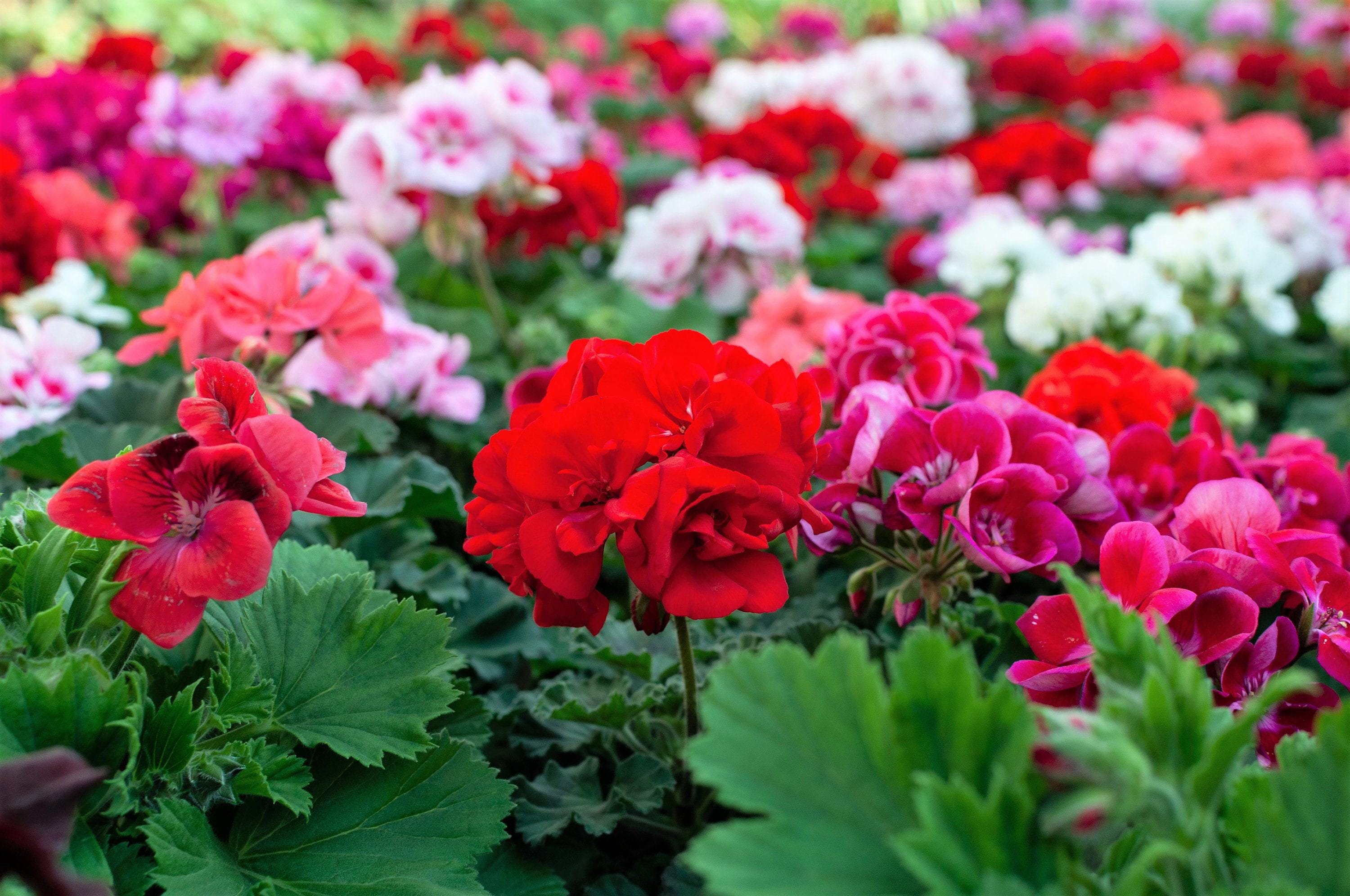 10 MIXED COLORS GERANIUM Pelargonium Zonale Pink, Purple, White, Red ...