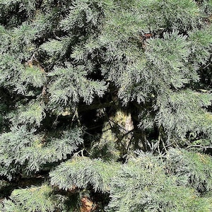 40 GIANT SEQUOIA Sequoiadendron Giganteum Sierra Redwood Tree Seeds Flat Ship image 8