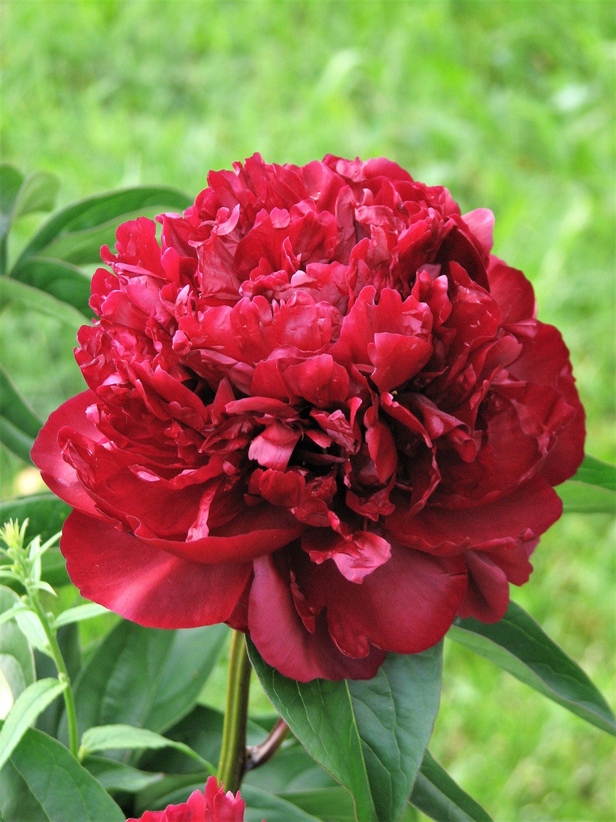 5 園芸用シャクヤク Paeonia Lactiflora 赤ピンク白ミックス 中国産