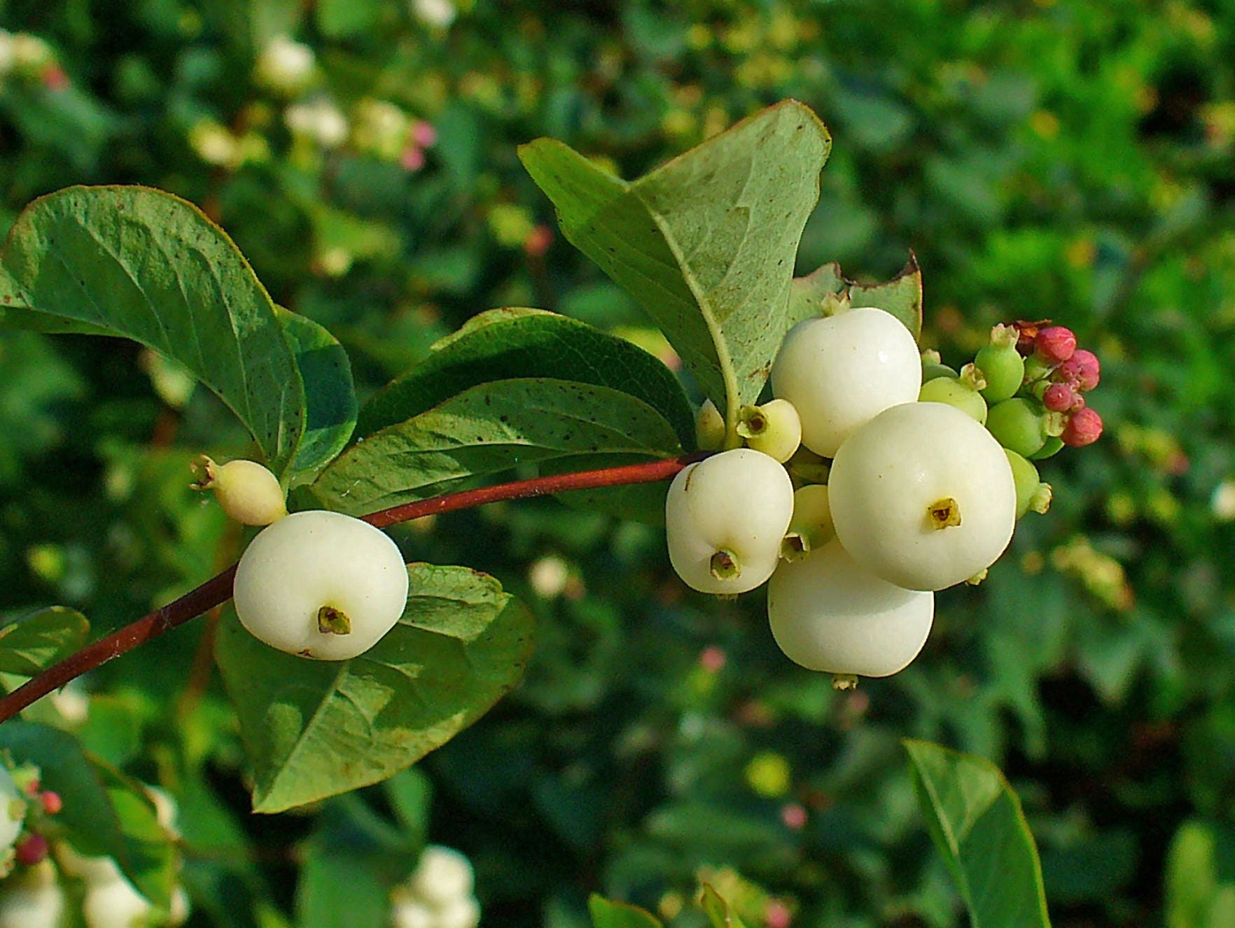 25 COMMON SNOWBERRY WHITE Berries Pink Flowers