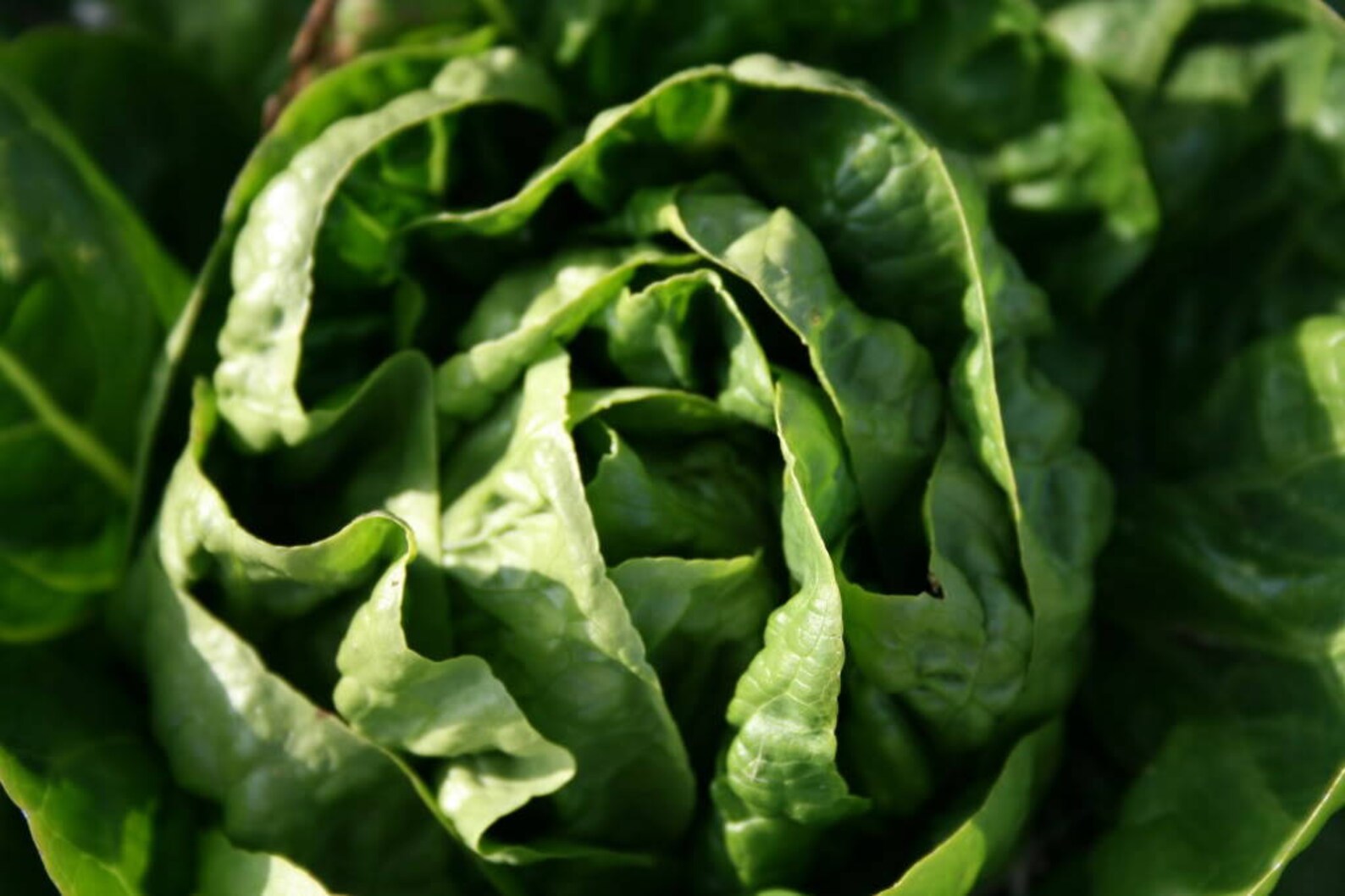 3000 BUTTERCRUNCH LEAF LETTUCE Lactuca Sativa Vegetable Seeds Etsy