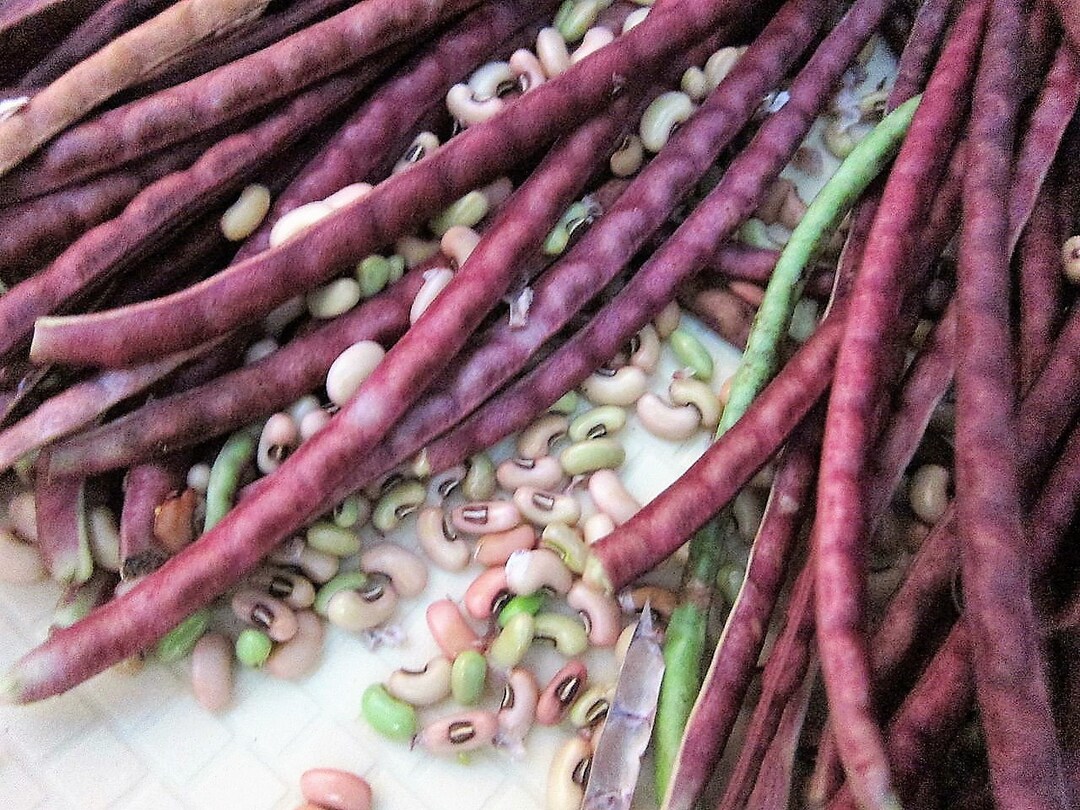 25 RED NOODLE BEAN Yard Long Asparagus Bean Chinese Phaseolus Vulgaris