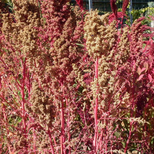 50 Organic RED AZTEC SPINACH Huauzontle Chenopodium Berlandieri Greens Vegetable Seeds