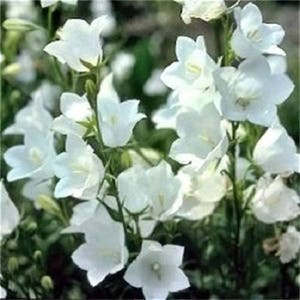 500 White PEACH LEAVED BELLFLOWER Campanula Persicifolia Flower Seeds