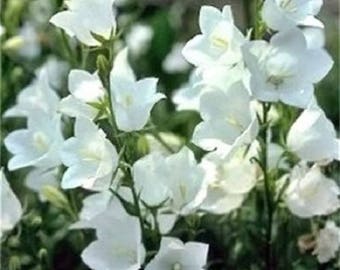 500 White PEACH LEAVED BELLFLOWER Campanula Persicifolia Flower Seeds
