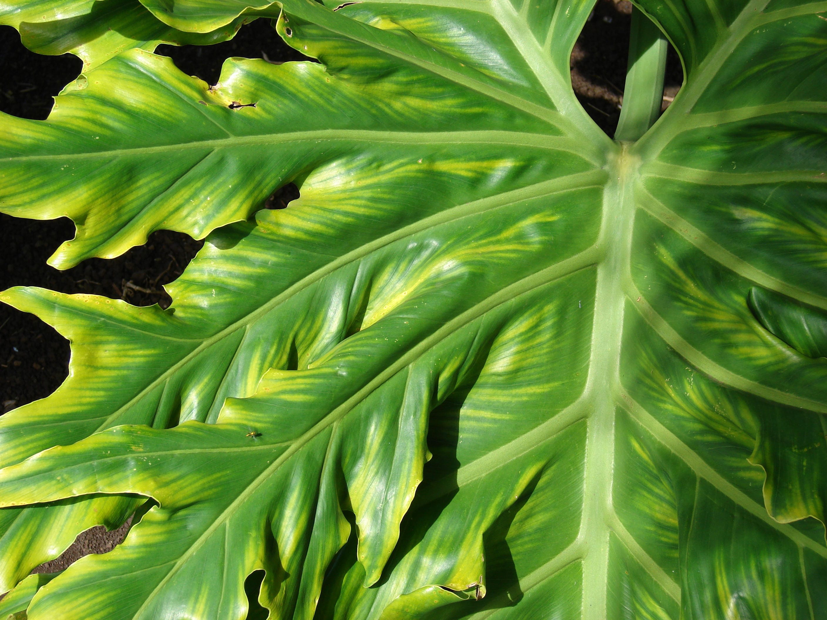 house plant seeds