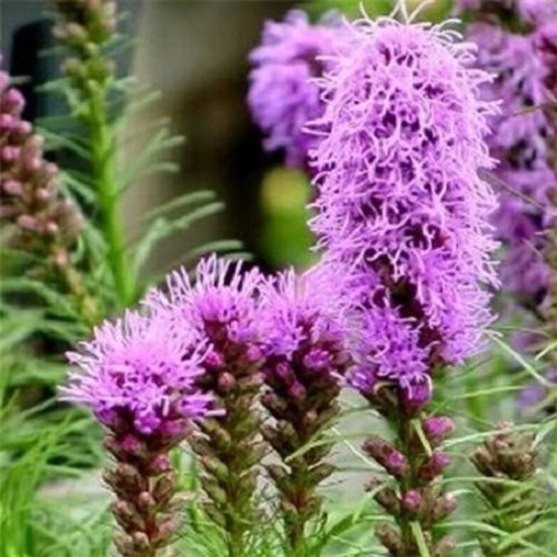 500 Purple BLAZING STAR Gayfeather LIATRIS Spicata Flower