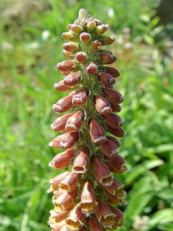 seeds Spanish Foxglove 50 seeds Digitalis parviflora Milk Chocolate