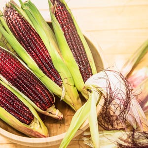 35 BLOODY BUTCHER Red CORN Edible & Ornamental Heirloom Zea Mays Vegetable Seeds