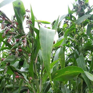 20 JOBS TEARS (Jobi / Coix / Yi Yi Ren / Bead Seed / Junos Tears) Coix Lacryma Vegetable Seeds