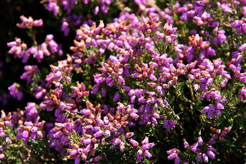 100 Scotch TRUE HEATHER Shrub Scot's Purple Pink Flower ...