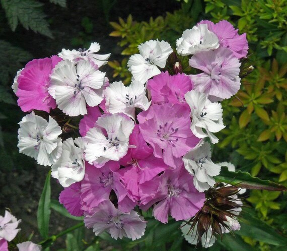PERENNIAL SWEET WILLIAM DIANTHUS BARBATUS WEE WILLIE FLOWER SEEDS MIX 40