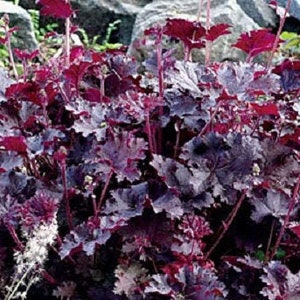 1200 Mixed Colors CORAL BELLS HEUCHERA Shade Flower Seeds image 4