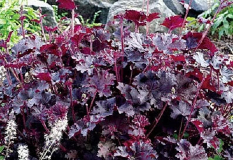 1200 Mixed Colors CORAL BELLS HEUCHERA Shade Flower Seeds image 4