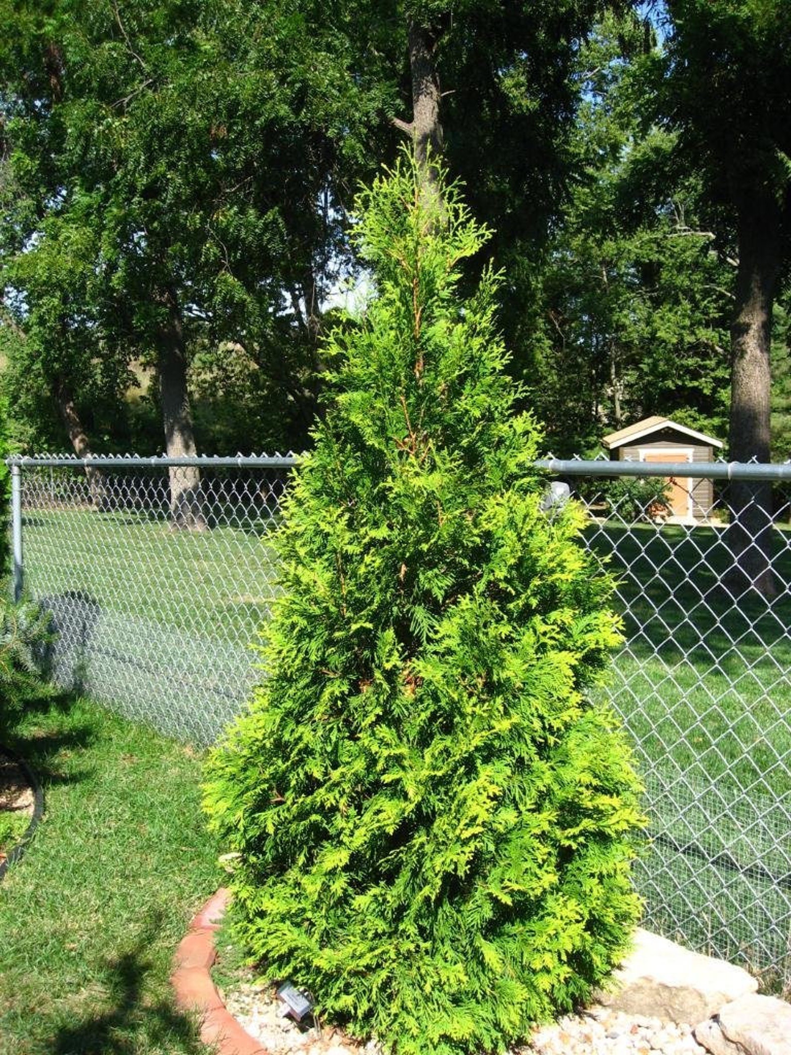 25 THUJA TREE Cedar Thuja Occidentalis Seeds comb S/H Etsy