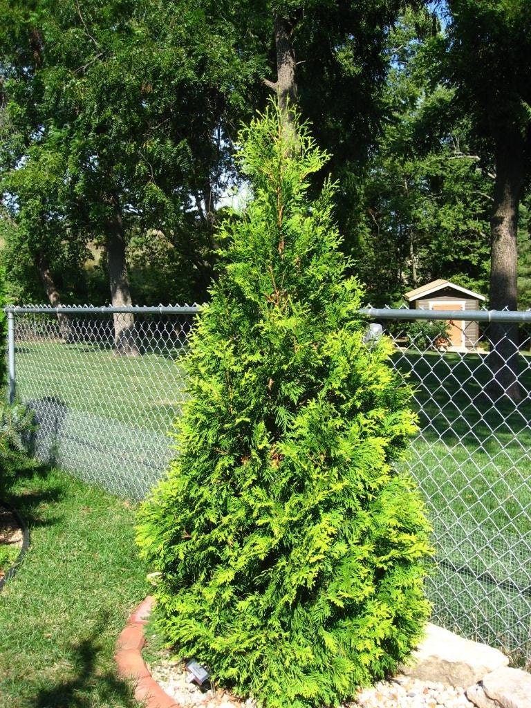 25 THUJA TREE Cedar Thuja Occidentalis Seeds