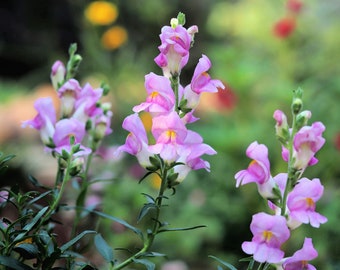 250 LARGE FLOWERED BEARDTONGUE Penstemon Grandiflorus Native Pink Purple Flower Seeds