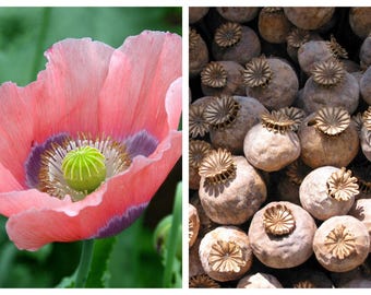 1000 POPPY " THE GIANT " Papaver Giganteum Pink & Purple Huge Pods Flower Seeds