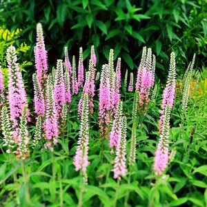 50 Pink VERONICA Longifolia / SPIKE SPEEDWELL Flower Seeds *flat ...