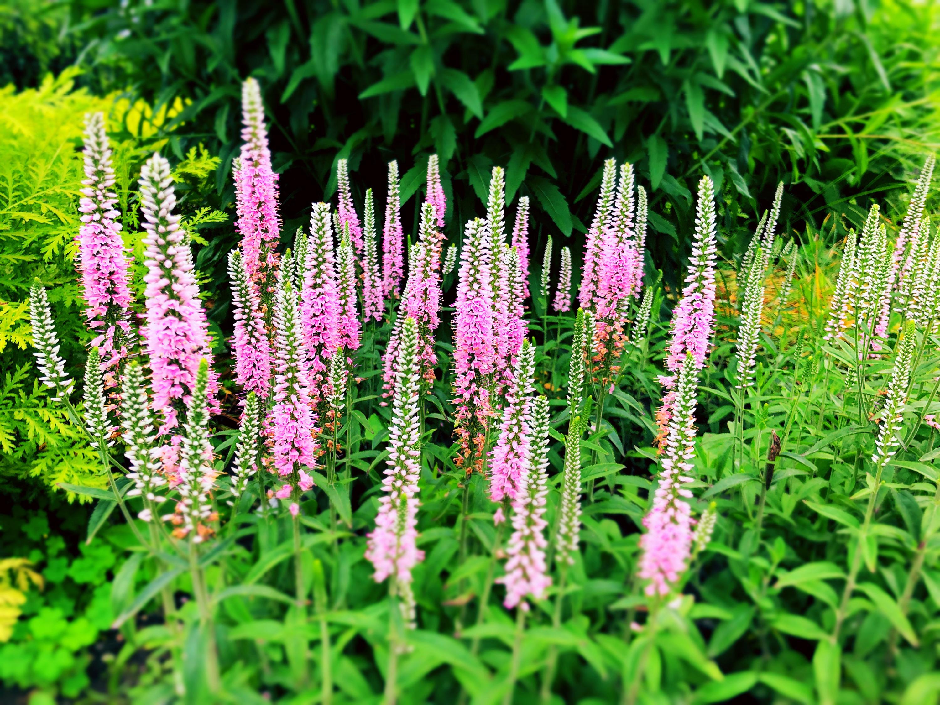 Veronica Raspberry 50 Pink VERONICA Longifolia / SPIKE SPEEDWELL Flower Seeds *flat ...