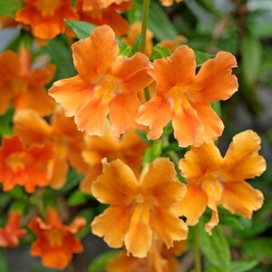 100 Twinkle ORANGE MONKEY FLOWER Mimulus Seeds *Comb S/H