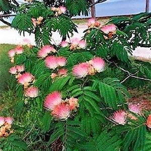 25 MIMOSA / Persian SILK TREE Albizia Julibrissin Seeds