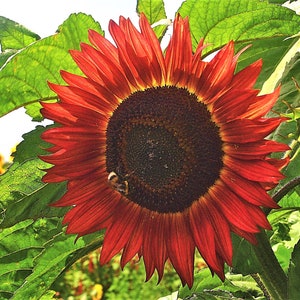 25 CHOCOLATE CHERRY SUNFLOWER Helianthus Annuus Red & Brown Flower Seeds image 5