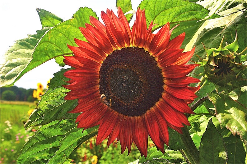 25 CHOCOLATE CHERRY SUNFLOWER Helianthus Annuus Red & Brown Flower Seeds image 5