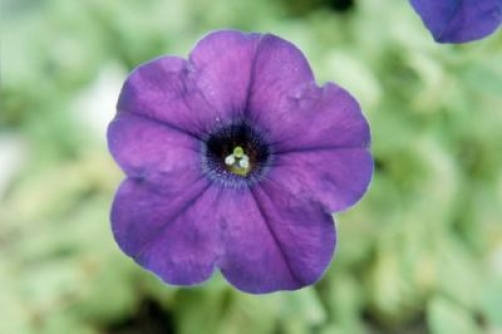 100 PURPLE PETUNIA Flower Seeds S/H