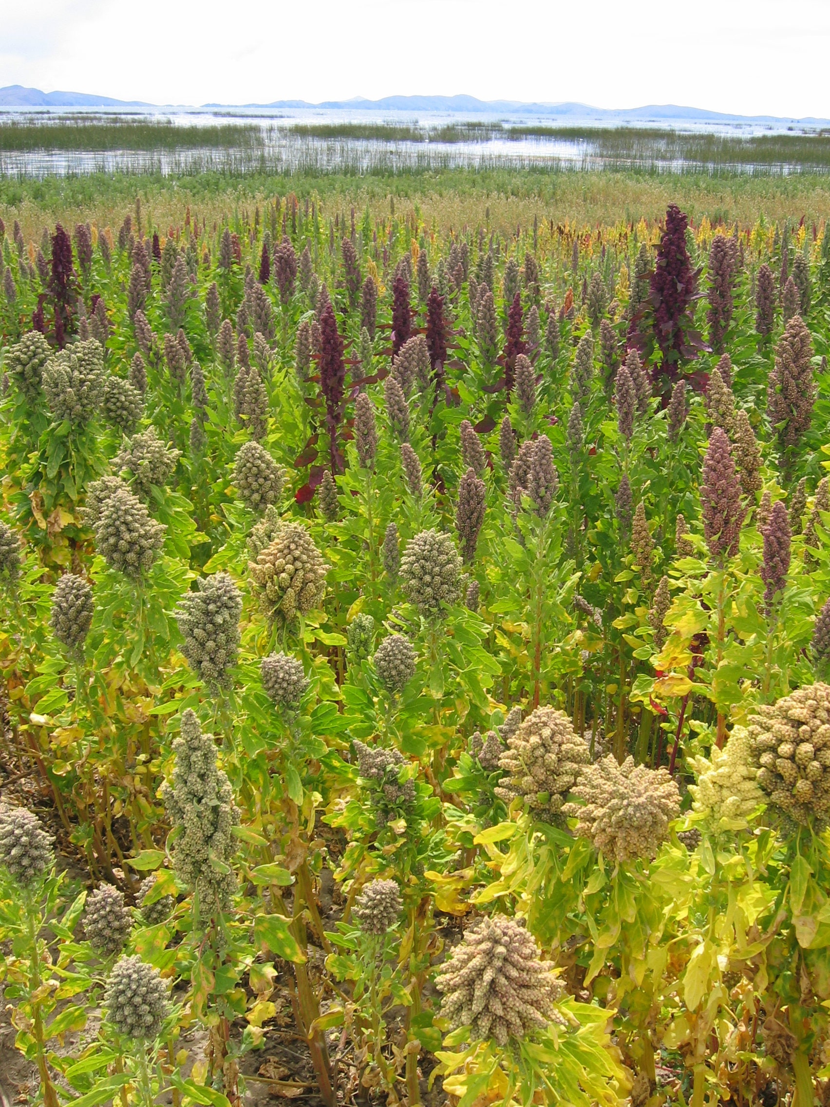 50 Organic Cherry Vanilla Quinoa Chenopodium Pink Flower White Grain Vegetable Seeds