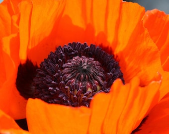 100 PRINCE of ORANGE POPPY Oriental Poppy Papaver Orientale Perennial Flower Seeds