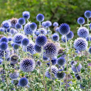 25 Blaue Kugeldistel Echinops Ritro Southern Globethistle Bestäuberblumensamen