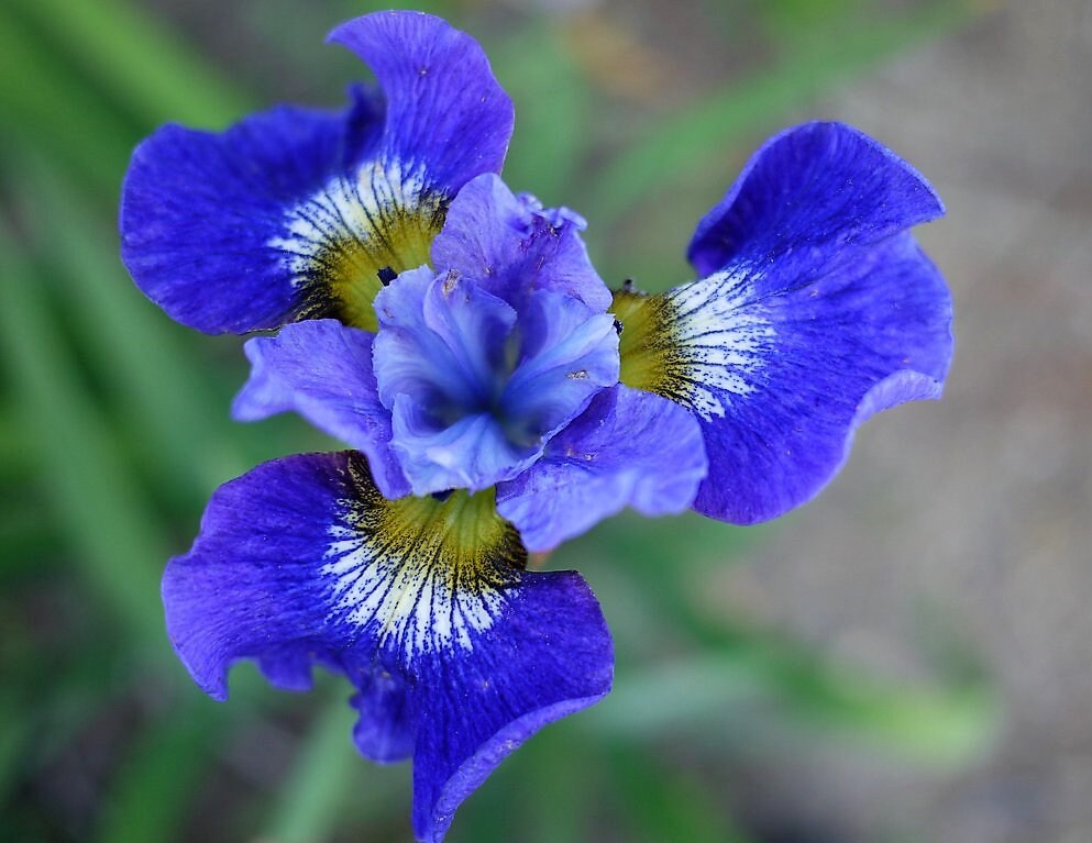 20 MIXED SIBERIAN Iris Sibirica Iris Bicolor Blue Red White Purple Flower Seeds