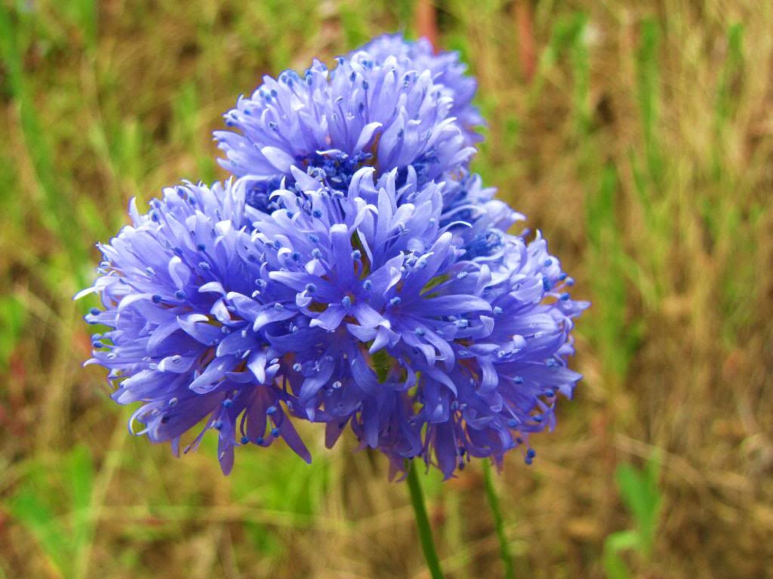 1500 GLOBE GILIA bluehead Gilia Gilia Capitata Flower Seeds Etsy UK