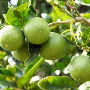 15 KEY LIME Citrus Aurantifolia Fruit Tree Shrub Seeds