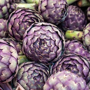 50 PURPLE ROMAGNA ARTICHOKE Italian Cynara Scolymus Flower Vegetable Seeds