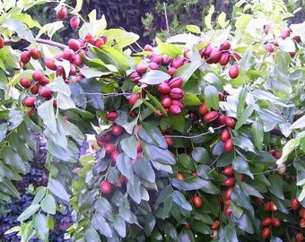 20 RED Chinese DATE TREE Edible Fruit Jujube Ziziphus Jujuba Yellow Flower Seeds