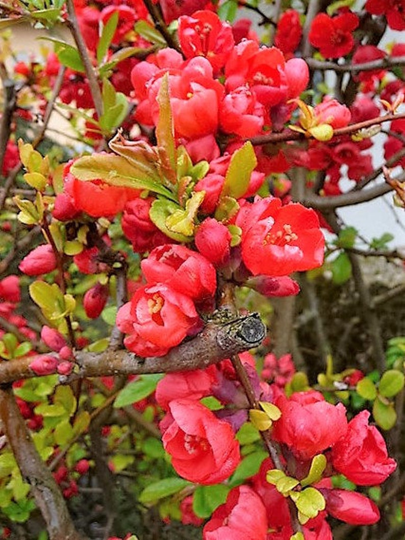 20 Red Flowering DWARF QUINCE Shrub Fruit Chaenomeles Japonica Etsy