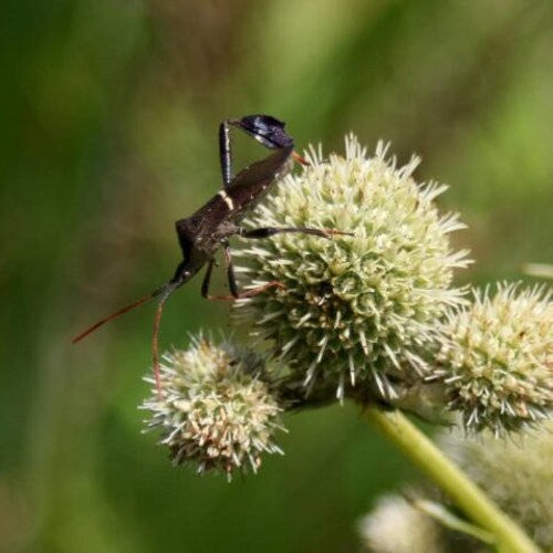 40 Eryngium Yuccifolium Rattlesnake Master Flower Seeds / Etsy