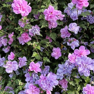 10 Purple Double ROSE Of SHARON Hibiscus Syriacus Flower Tree Shrub Seeds