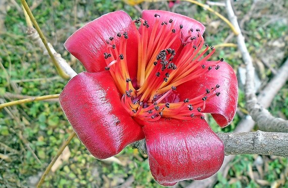 10 Red Silk Cotton Tree Bombax Ceiba Kapok Tropical Flower Etsy