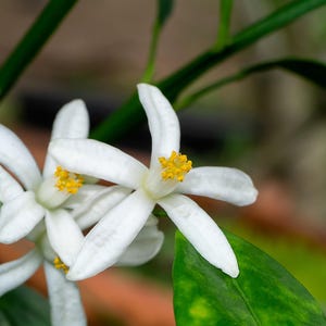 15 KEY LIME Citrus Aurantifolia Fruit Tree Shrub Seeds