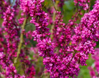 40 CHINESE REDBUD Cercis Chinensis Shrub Small Tree Pink Purple Flower Seeds