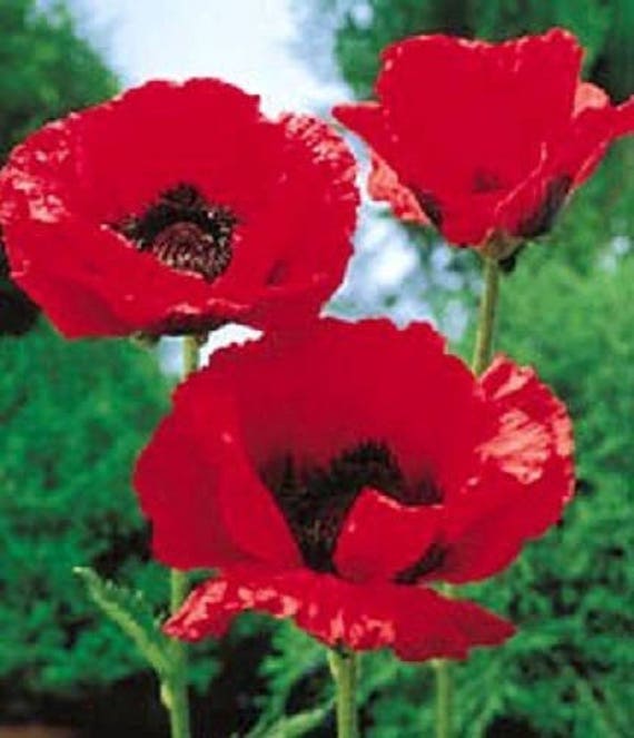 Red American Legion Poppy Seeds, 3000 Heirloom Flower Seeds per Packet, Non GMO Seeds, Isla's Garden Seeds