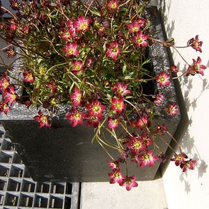 50 PURPLE ROBE SAXIFRAGA Saxifraga Arendsii Moss Rockfoil Evergreen Flower Seeds image 2