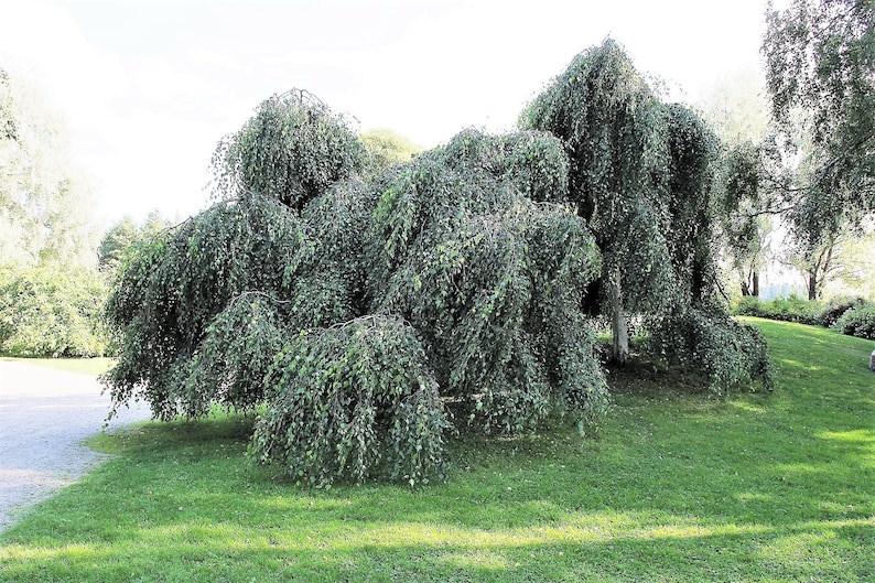 50 SILVER WEEPING BIRCH Tree White European Betula Pendula Alba Seeds Comb S/H image 9