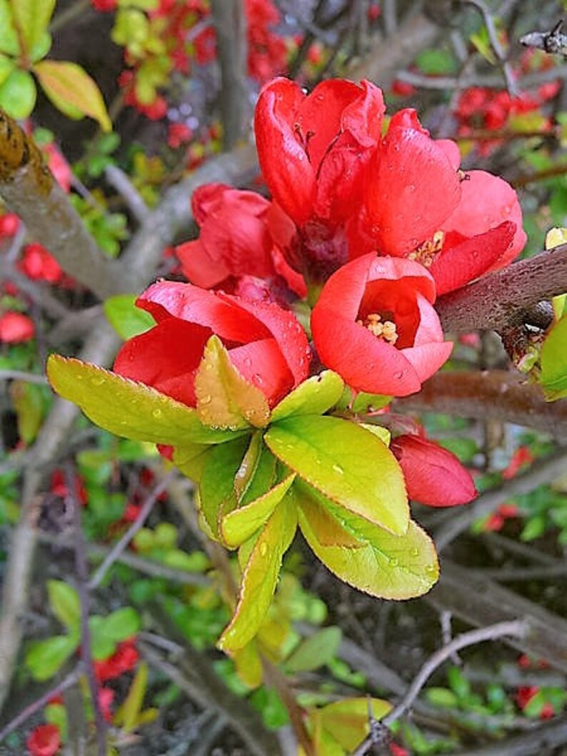 20 Red Flowering DWARF QUINCE Shrub Fruit Chaenomeles Japonica Etsy
