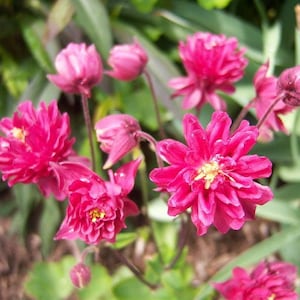50 Clementine ROTE DOPPEL-Akelei Aquilegia Vulgaris Blumensamen