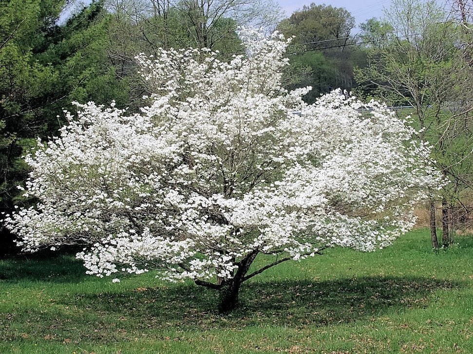 10 American WHITE FLOWERING DOGWOOD Small Tree Cornus ...