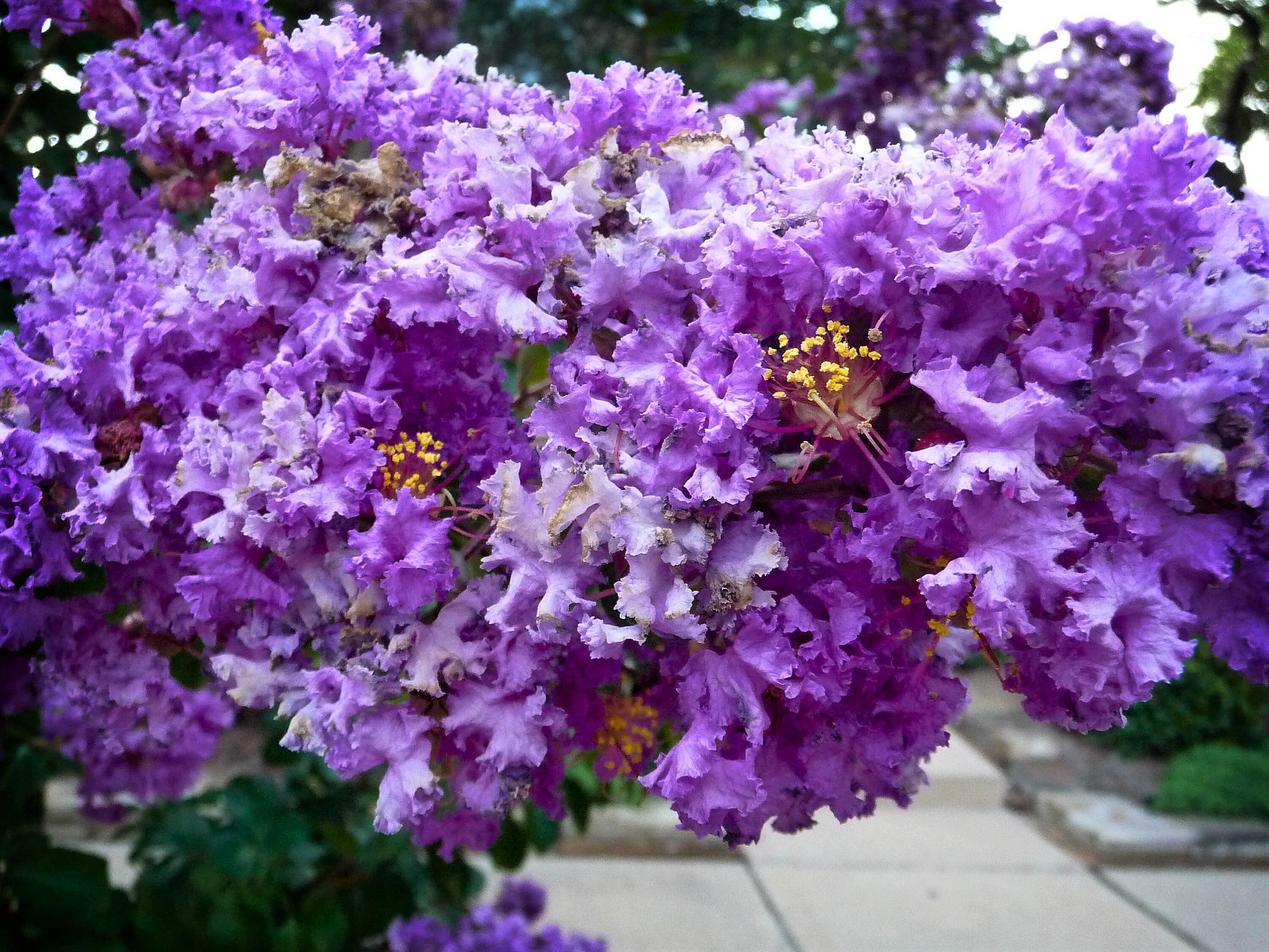 35 PURPLE CREPE MYRTLE Lagerstroemia Indica Flowering Shrub - Etsy